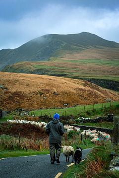 Herder leidt zijn schapen naar het weiland in Ierland van Lieke Hulshof