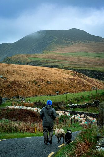 Hirte führt seine Schafe in Irland auf die Weide