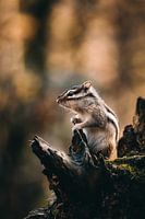 Siberian ground squirrel