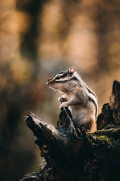 Siberian ground squirrel by Leanne Verdonk