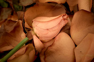 Wohlfühlrose auf einem Bett aus Blütenblättern