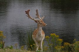 in der Nähe des Wassers von Wesley Klijnstra