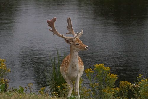 dichtbij het water