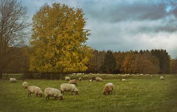 Flock of sheep in autumn by Dieter Beselt