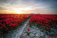 Een losse tulp voor een rood tulpenveld in Flevoland van Arthur Puls Photography thumbnail