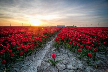 Eine lose Tulpe für ein rotes Tulpenfeld in Flevoland