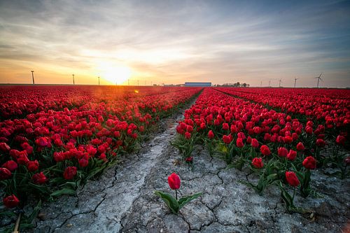 Een losse tulp voor een rood tulpenveld in Flevoland