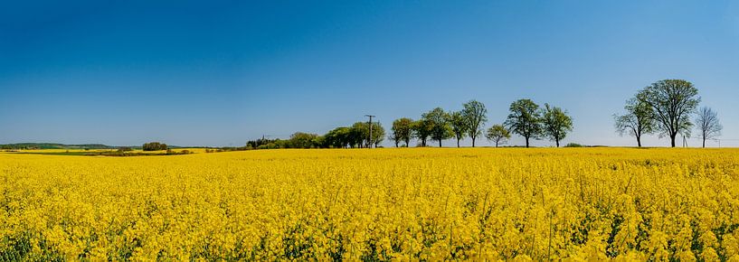 Rapsfeld bei Vilmnitz, Inssel Rügen von GH Foto & Artdesign