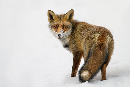 Fox in the snow