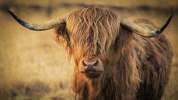 Schotse Hooglander (Waddie)