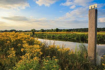 Stijlvol veld met gele bloemen aan Rivier de Vecht in Overijssel van Wildlife Designs