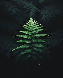 Fern close up