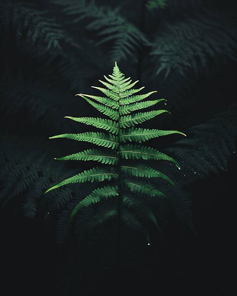 Farn in Nahaufnahme von fernlichtsicht