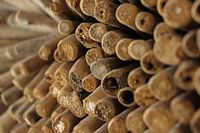 artwork of cork and branches