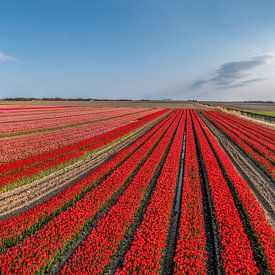 Tulpenveld van Ko Hoogesteger