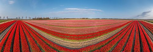 Tulipfield