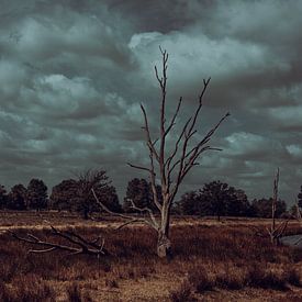Bargerveen in onrust. Natuur fotografie van Drenthe van Denise Tiggelman