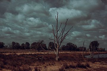 Bargerveen in onrust. Natuur fotografie van Drenthe van Denise Tiggelman