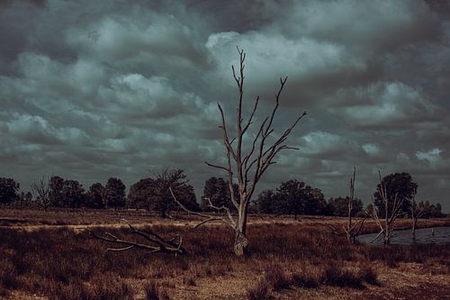 Bargerveen in onrust. Natuur fotografie van Drenthe
