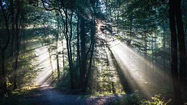 Leichte Harfen im Wald von Erwin Pilon