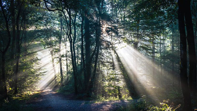 Light harps in the forest by Erwin Pilon