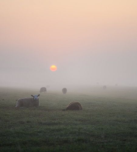 sheep, morning sun and fog