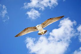 Mouette en patrouille sur Frank's Awesome Travels