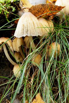 paraplu paddenstoel