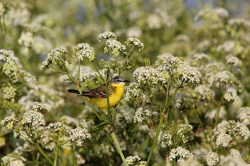 Yellow wagtail 2 (bird)