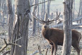 Rothirsch von Sander Miedema