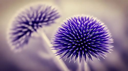 Warm flikkeren van de bloesem