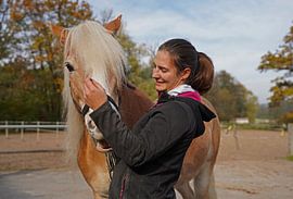 Preparation of a light brown Haflinger with beige mane before training
