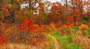 Herbst im Wald