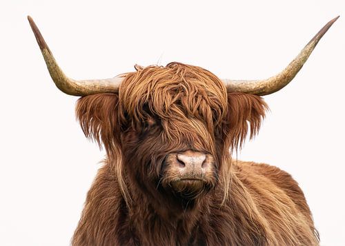 Portrait Scottish Highlander in colour with white background