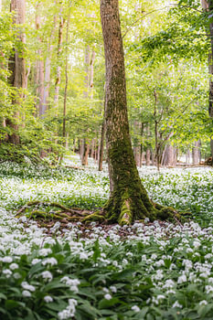 Le réveil de la forêt