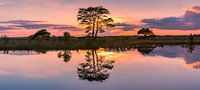 Panorama d'un coucher de soleil dans le parc national du Dwingelderveld par Henk Meijer Photography Aperçu