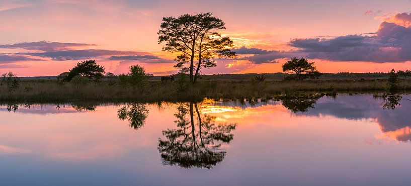 Panorama d'un coucher de soleil dans le parc national du Dwingelderveld par Henk Meijer Photography