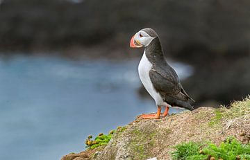 Papegaaiduiker op de uitkijk. von Menno Schaefer