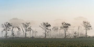 Mist in de ochtend_Verh.1-2 veld van zeilstrafotografie.nl