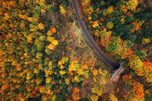 Bahnschienen im herbstlichen Wald