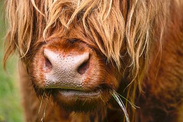 Koninklijke Schotse Hooglander van Coby Bergsma