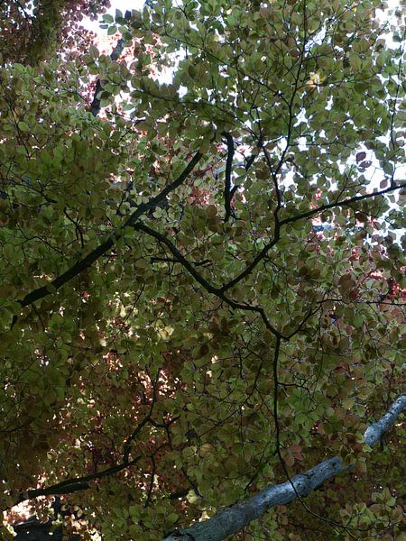 Tree Spring by Madeltijntje