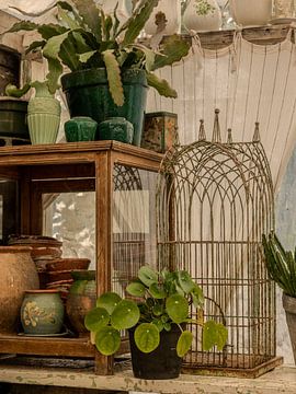 Stilleben, Green House Vogelkäfig und Ingwergläser von Oda Slofstra