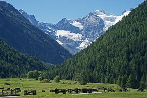 Blik vanuit het Cogne dal op het besneeuwde bergmassief van de Gran Paradiso. van Gert van Santen