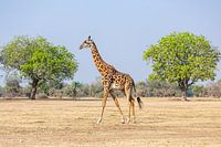 Afrikanische Giraffe spaziert zwischen grünen Bäumen mit einer Gefährtin im Achteck, Sambia