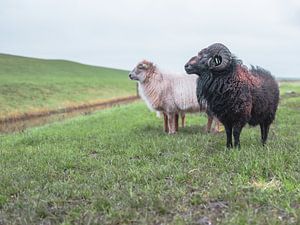 zwarte schaap van Joris Louwes