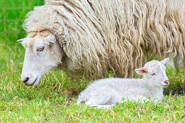 Close up long-haired white sheep with newborn lamb in the spring by Ben Schonewille