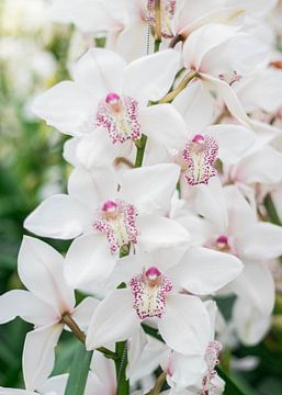 orchidée sur Laura Vollering