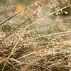 Herfst sfeerbeeld, helmgras met regendruppels van Melissa Peltenburg