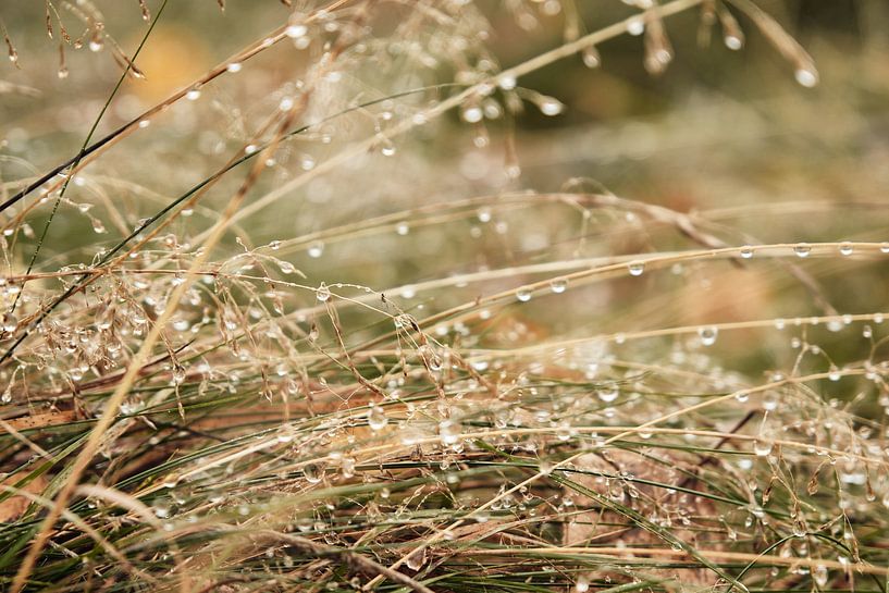 Autumn mood image, beach grass with raindrops by Melissa Peltenburg